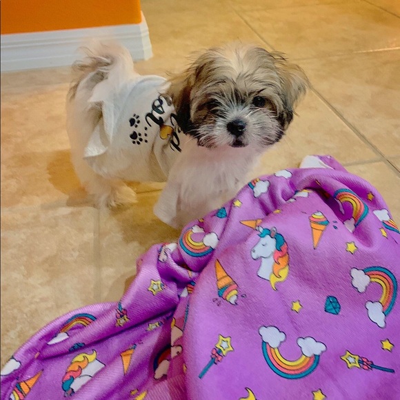 Meet your Posher, Hong - Picture 5 of 8